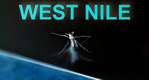 West Nile in Italia: 432 casi e 17 decessi, nuovo bollettino ISS